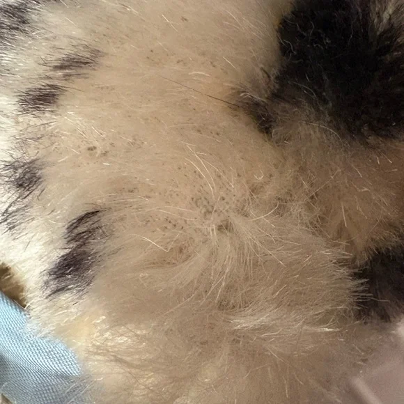 STEIFF SUSIE KITTY CAT - Picture 16 of 16